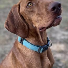 Sis - Vizsla