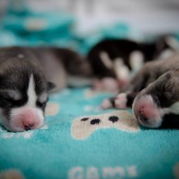 Siberian Husky Puppies from Ivie Huskies