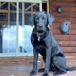 Labrador Retriever All Grown Up from Learn's Labs