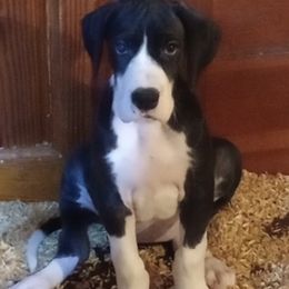 Great Danes from Renee's great Danes