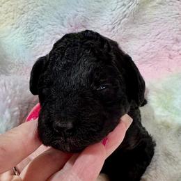 Yellow - Phantom female Poodle puppy in Simms, Texas from Donna’s Aussies & Pink Heart Poodles