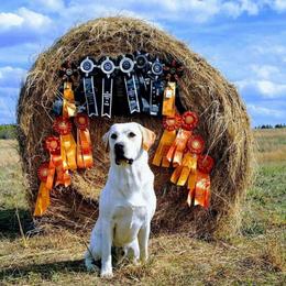 Jaeger  - Labrador Retriever