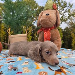 Isabella cream - Fawn (Isabella) male Dachshund puppy in West Plains, Missouri from Spring Creek Dachshunds