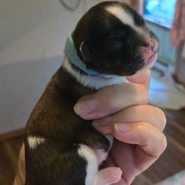 Male Akc - Brindle male Shih Tzu puppy in Missouri from Farm Animal Mommy Shih tzu's Michalek Dog Breeder