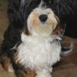 Havanese from Pure Breed Havanese