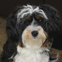 Havanese from Pure Breed Havanese