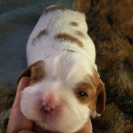 Kelton Cavaliers  breeder of Cavalier King Charles Spaniel