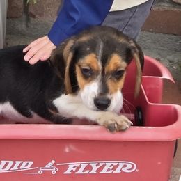 Girl 1 - Brown white and tan female Beagle puppy in Lemoore, California from Linda's Puppies