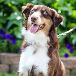 Major - Australian Shepherd