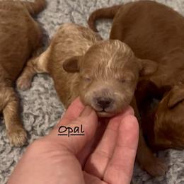Opal - Apricot female Poodle puppy in Lake Ann, Michigan from Riyem Wildflower Farms