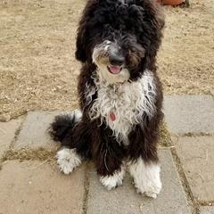 Bernedoodle and Bordoodle All Grown Up from Mesa View Puppies