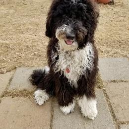 Bernedoodle and Bordoodle All Grown Up from Mesa View Puppies
