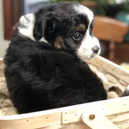 Aussiedoodle Puppies from Ohana Companions