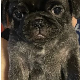 Pugs from Zachs Pugs
