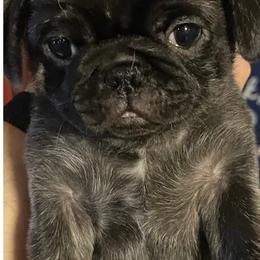 Pugs from Zachs Pugs