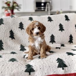 Buddy - Red  male Goldendoodle puppy in St George, Utah from Doodle Bears of Southern Utah