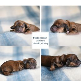 Dachshund Puppies from Paradox Dachshunds