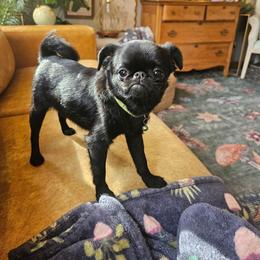 Ochi - Brussels Griffon