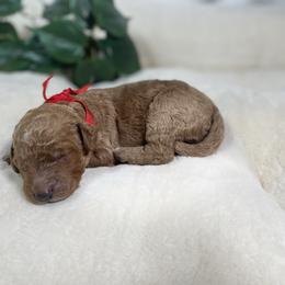 Goldendoodle Puppies from BlueCopper Doodles