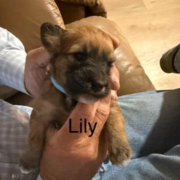Lily aqua collar - Brown female Whoodle puppy in Pima, Arizona from Schmidt's K9s