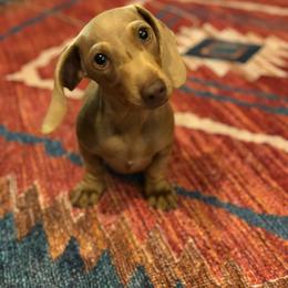 Dachshund Puppies from Ranchy Doxies