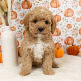 Cockapoo Puppies from Firm Foundation Cockapoos