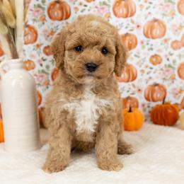 Cockapoo Puppies from Firm Foundation Cockapoos