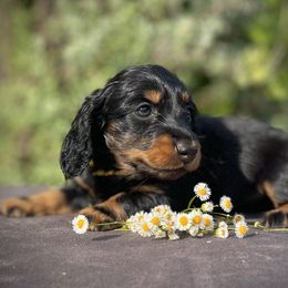 Girl 3 - Black and tan Dachshund puppy in North Port, Florida from Jessica Louise Dachshunds