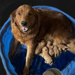 First pick of the boys - Dark golden male Golden Retriever puppy in Fisher, Illinois from Aslan's Pride of Fidei Family Farms