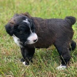 Lanta - Brown and white Aussiedoodle puppy in Albertville, Alabama from Home Sweet Home Doodles LLC