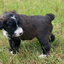 Lanta - Brown and white Aussiedoodle puppy in Albertville, Alabama from Home Sweet Home Doodles LLC