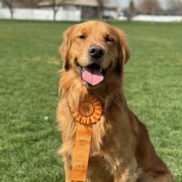 Bullet - Golden Retriever