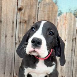 Bright pink collar girl - Mantle female Great Dane puppy in Centennial, Colorado from Vanmar Great Danes of Colorado