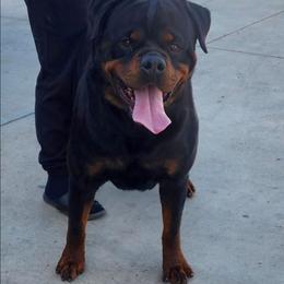 MAJOR - Rottweiler
