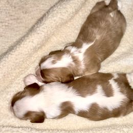 Cavalier King Charles Spaniel Puppies from Nococavaliers