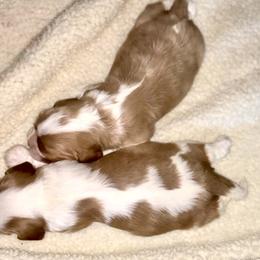 Cavalier King Charles Spaniel Puppies from Nococavaliers