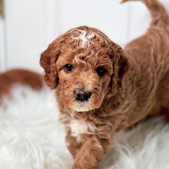 Bernedoodles, Goldendoodles, and Poodles from Good Dog Doodles