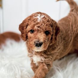 Bernedoodles, Goldendoodles, and Poodles from Good Dog Doodles