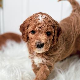 Bernedoodles, Goldendoodles, and Poodles from Good Dog Doodles