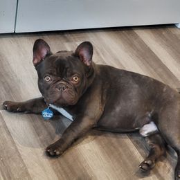 Marley - French Bulldog
