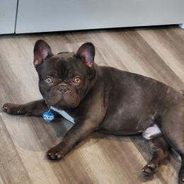 Marley - French Bulldog