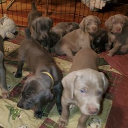 Weimaraners from Dixon Weimaraner