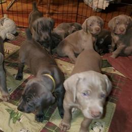 Weimaraners from Dixon Weimaraner