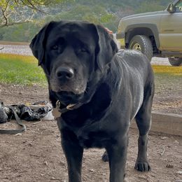 Labrador Retrievers from Yonder Way Labradors