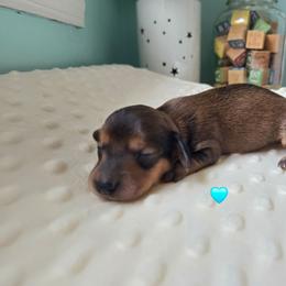 Rover - Red male Dachshund puppy in Tuscaloosa, Alabama from Watermelon Doxies