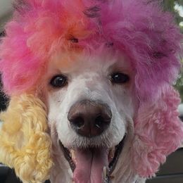 Bernedoodles and Poodles from Moonlight kennels