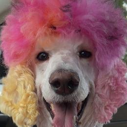 Bernedoodles and Poodles from Moonlight kennels