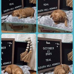 Teal - Dark golden female Golden Retriever puppy in Middleburg, Pennsylvania from South Hill Golden Retrievers