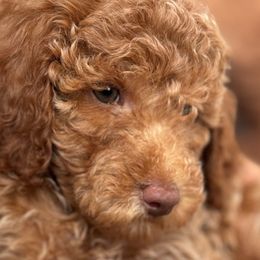 Ava - Apricot Poodle puppy in New Jersey from Lavishly Loved Pets LLC