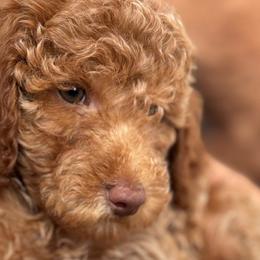 Ava - Apricot Poodle puppy in New Jersey from Lavishly Loved Pets LLC